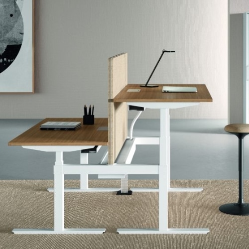 2 person Electric Sit-Stand bench desk with white frame and canaletto walnut desktop
